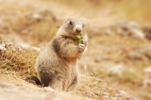 Marmotte