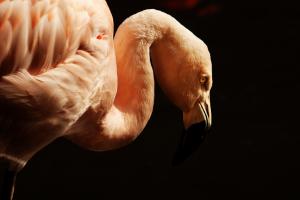 Flamant rose