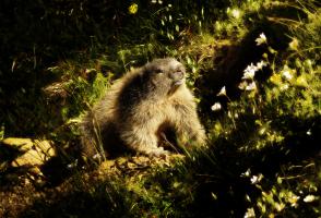 Marmotte