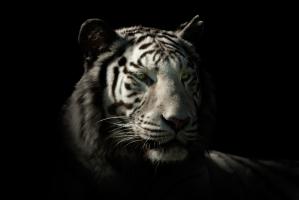 Tigre blanc