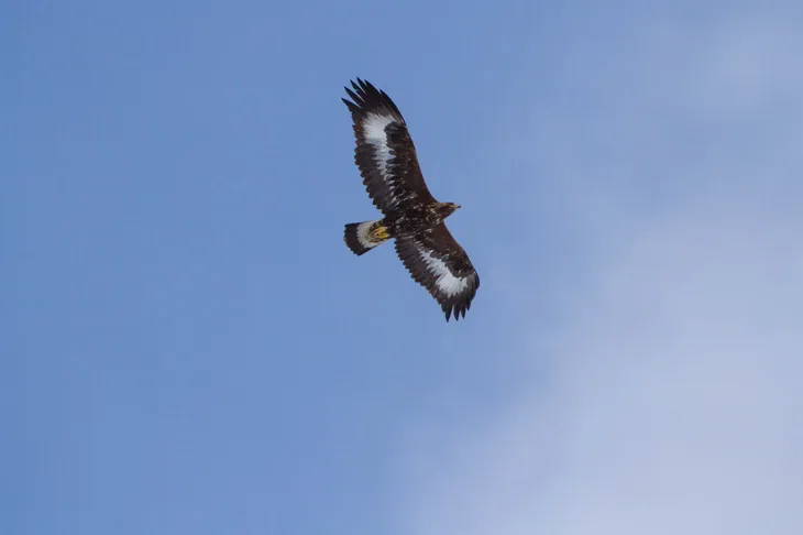 Aigle royal