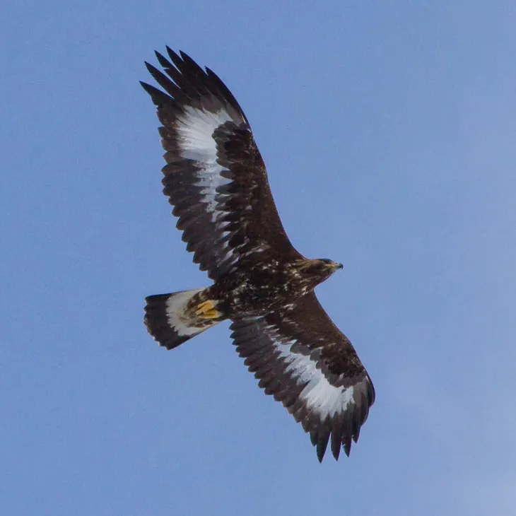 Aigle royal