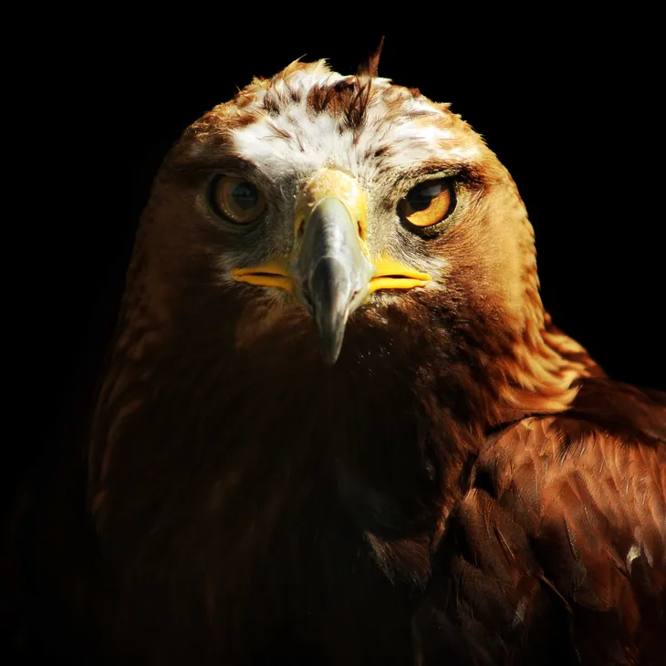 Aigle royal