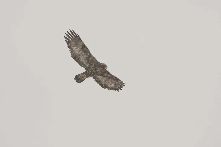 Animaux sauvages