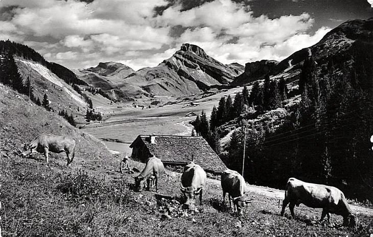 Vaches au pâturage et Rocher du vent an arrière-plan