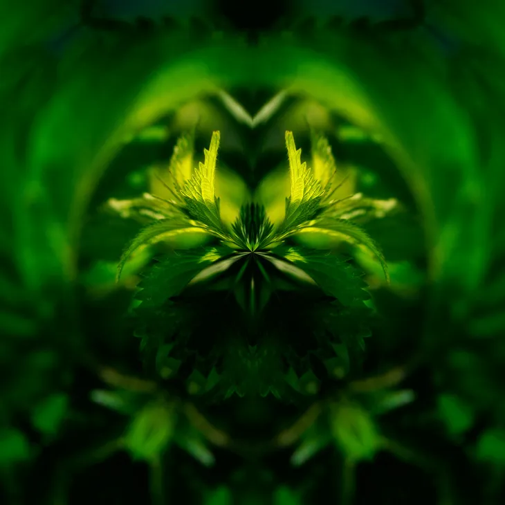 Mirror bird _21