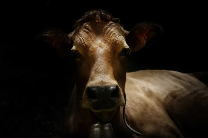 Vache Tarine