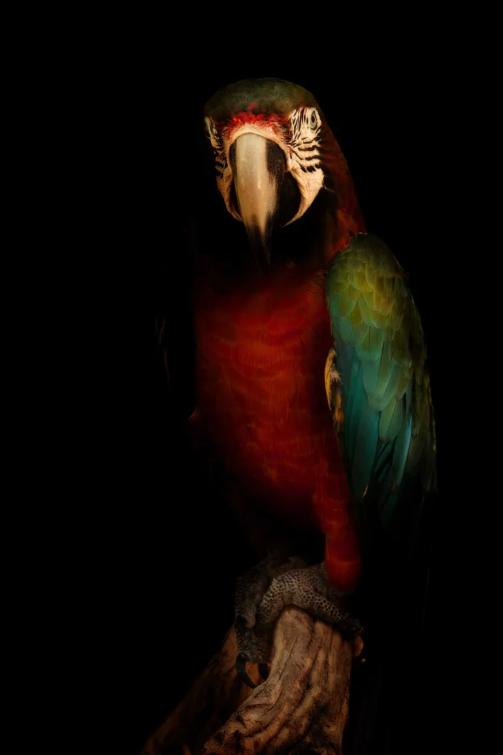 Ara arlequin