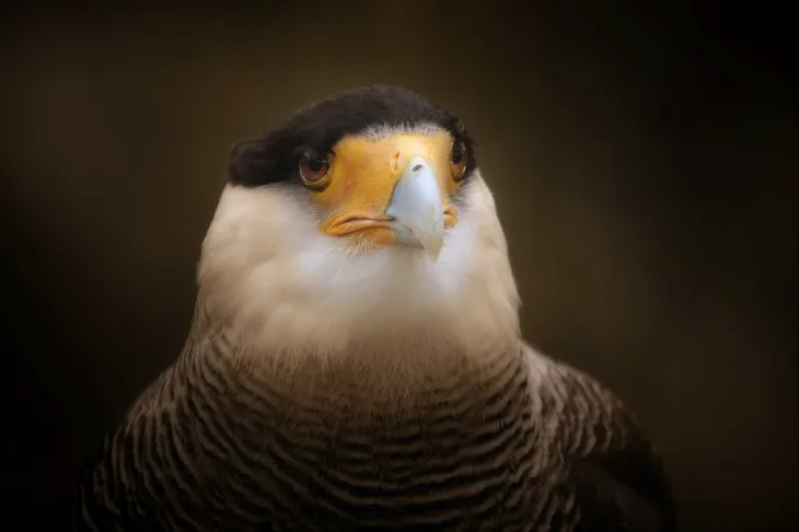Caracara huppé