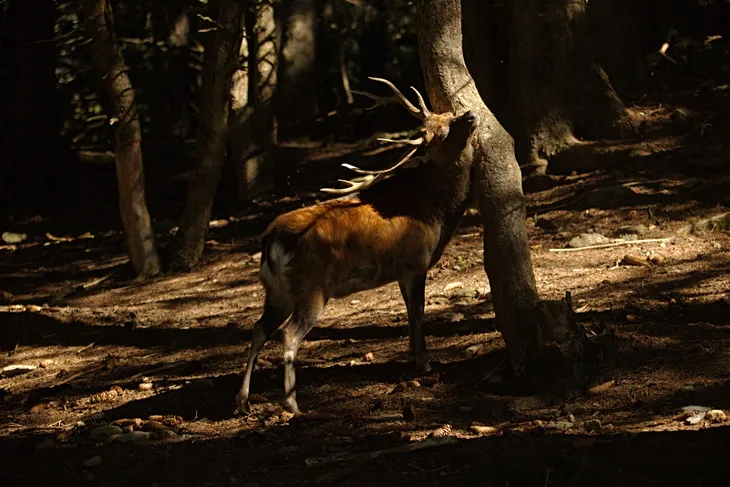 Cerf sika