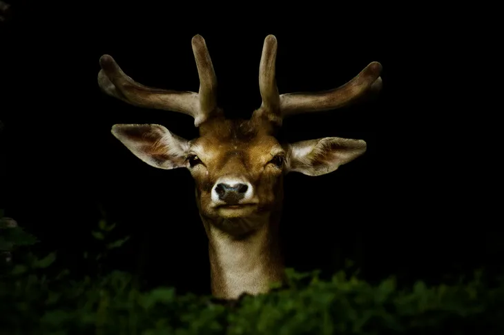 Cerf sika
