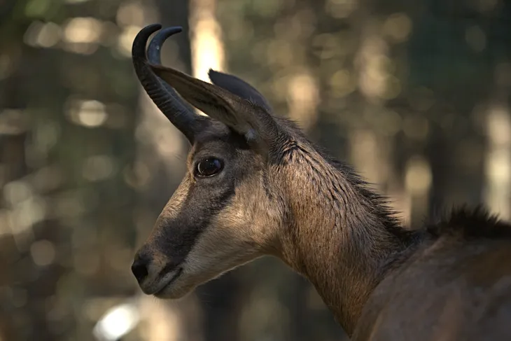 Chamois