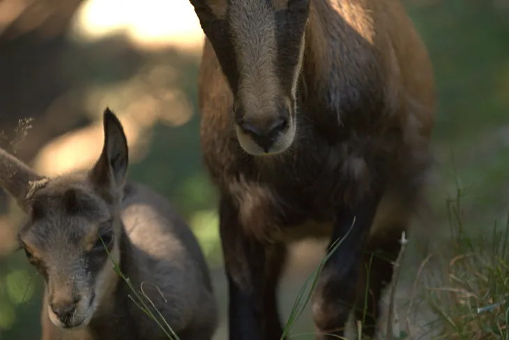 Chamois et son cabri