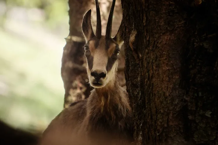 Chamois