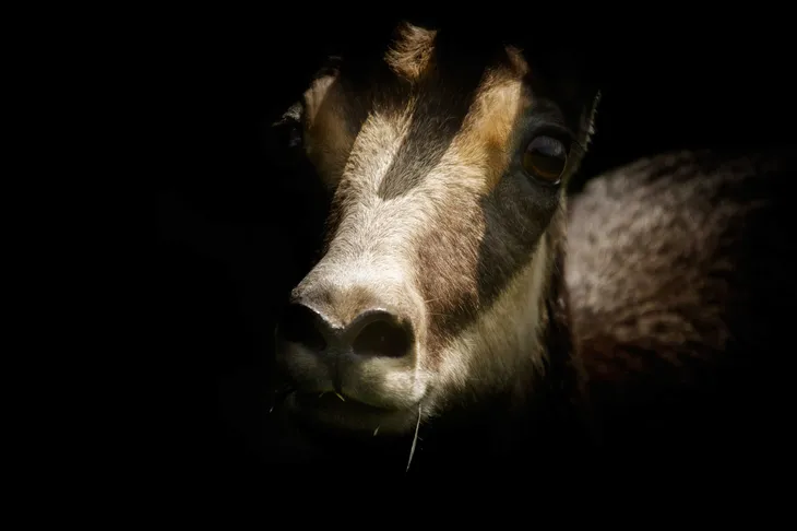 Chamois
