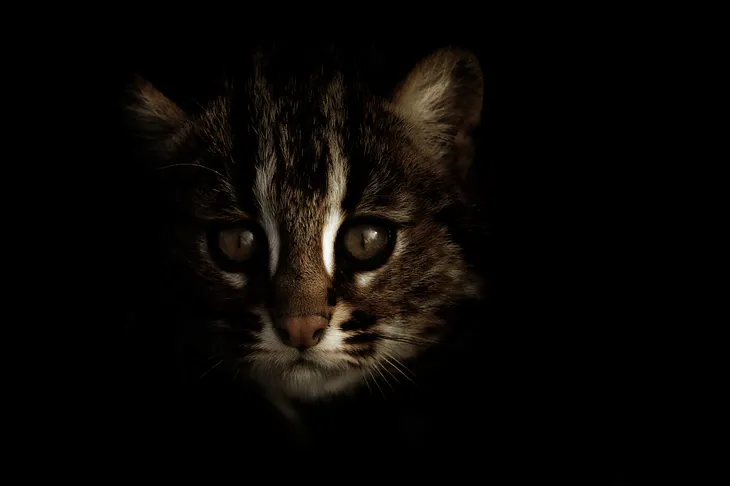 Chat léopard
