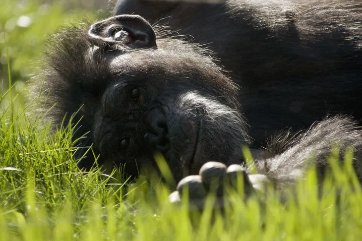 Chimpanzé