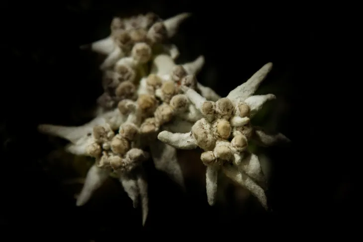 Edelweiss