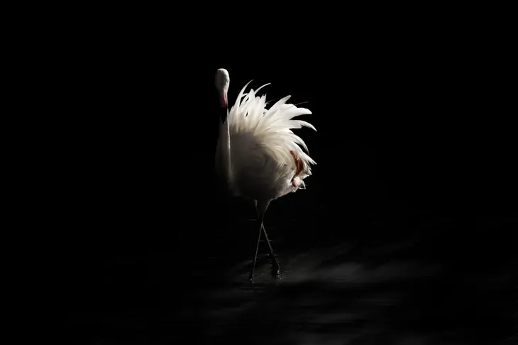 Animaux