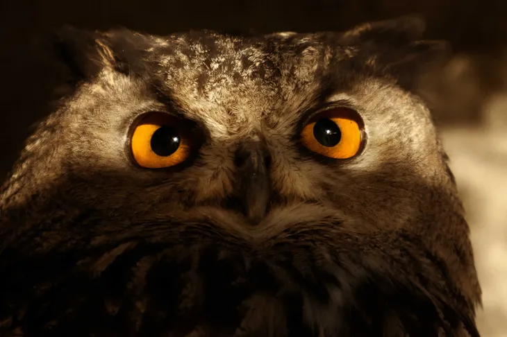 Hibou grand duc