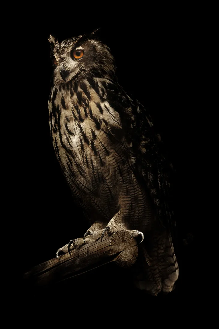 Hibou grand duc