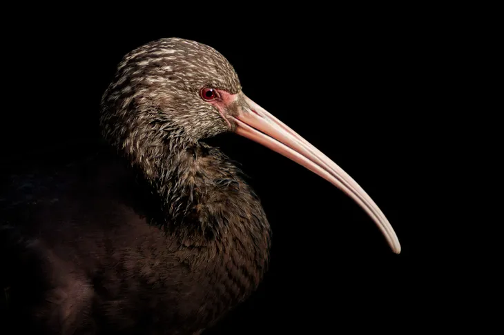Ibis falcinelle