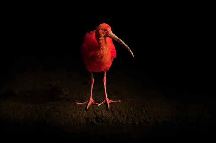 Ibis rouge