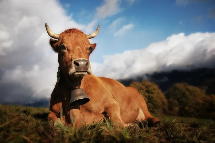 Vache Tarine