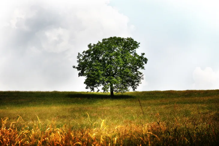 Arbre solitaire