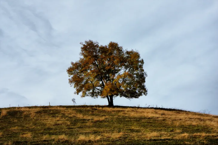 Arbre solitaire
