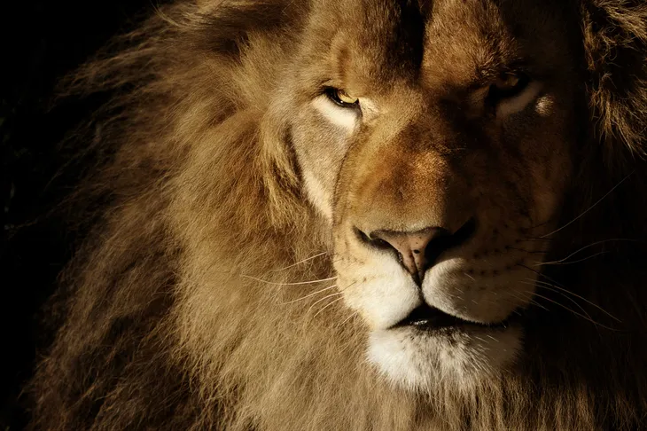 Lion