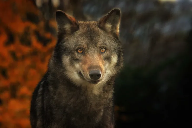Loup