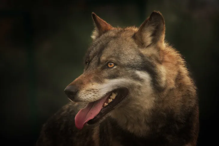 Loup