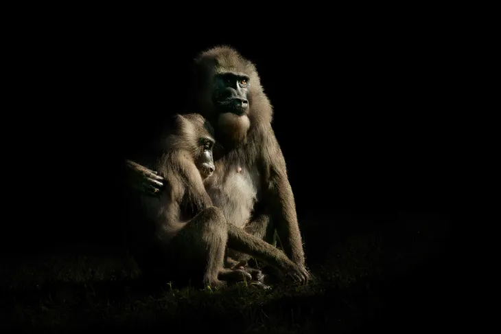 Mandrills