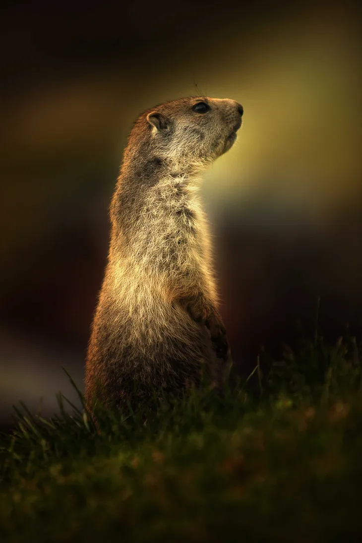 Marmotton