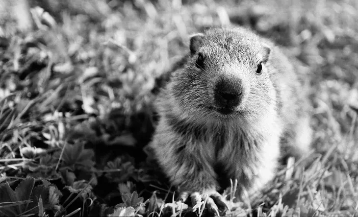 Marmotte