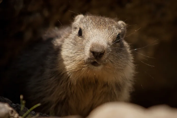Marmotton
