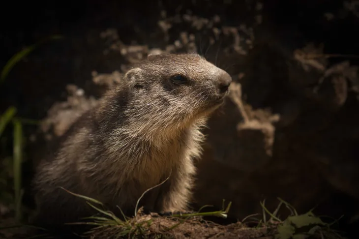 Marmotton