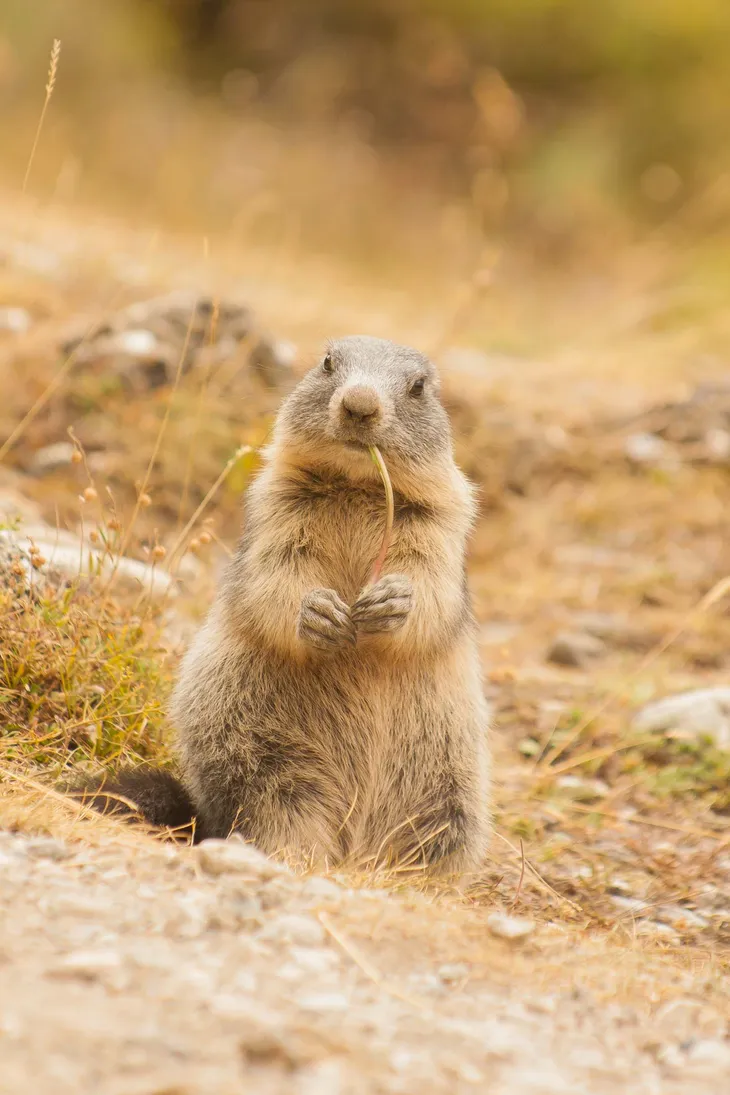 Marmotte