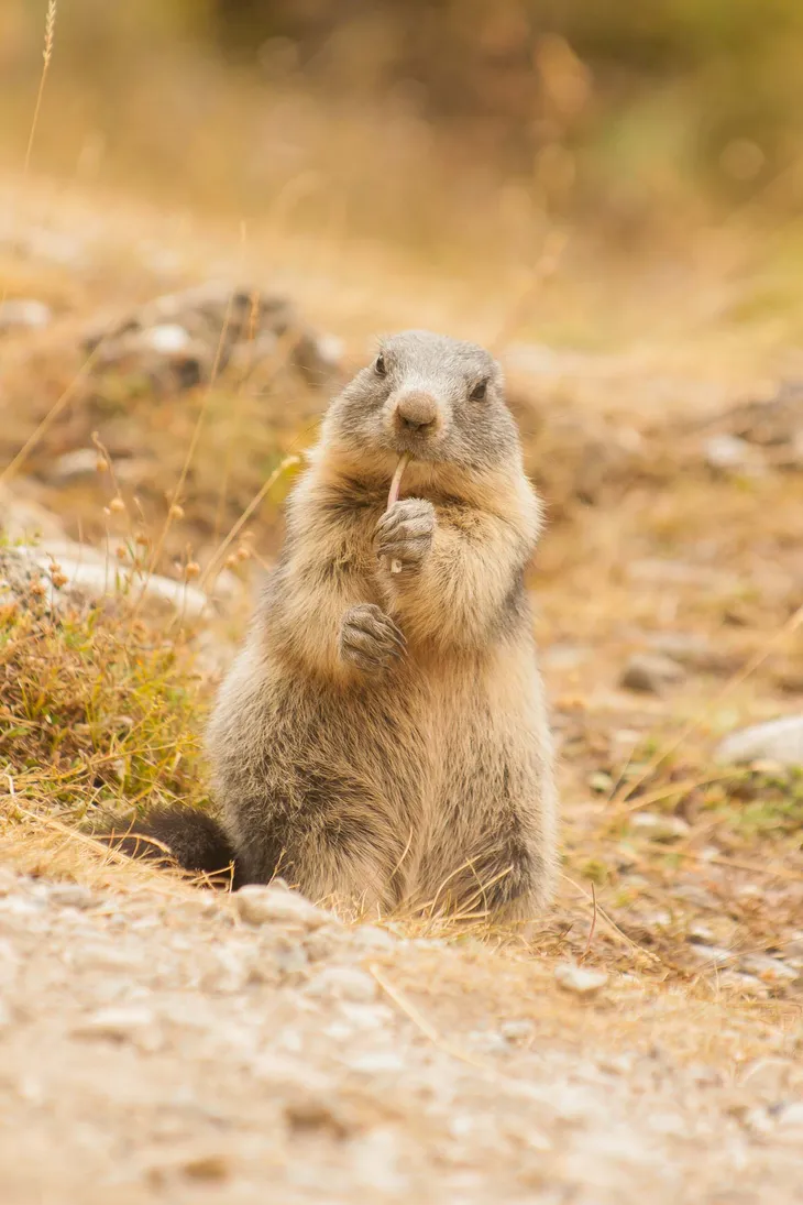 Marmotte