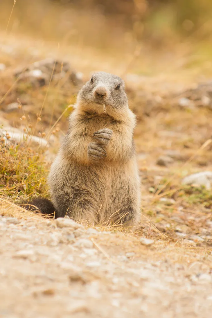 Marmotte