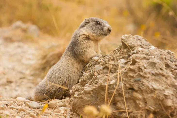 Marmotte