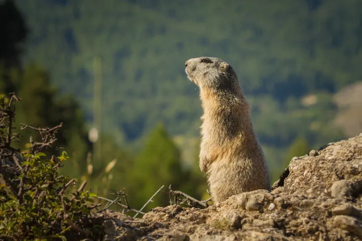 Marmotte