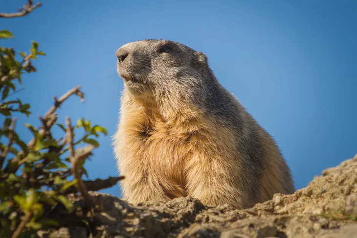 Marmotte