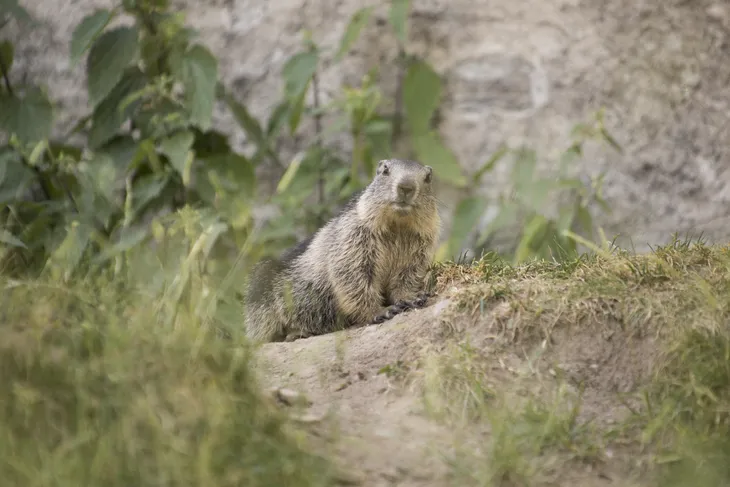 Marmotte