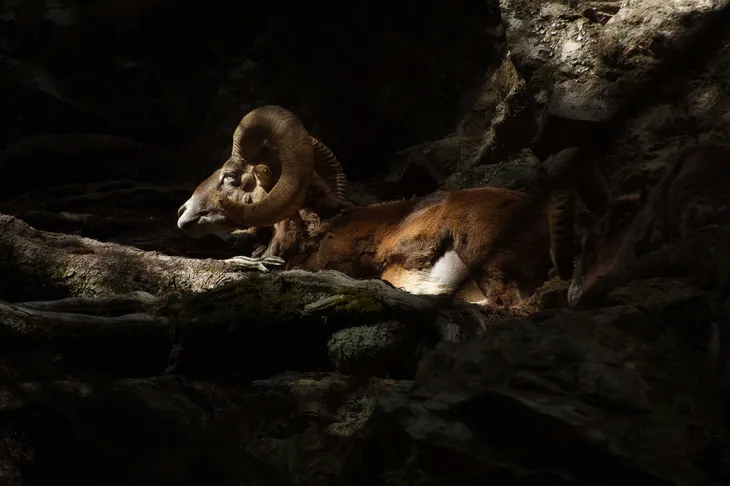 Mouflon