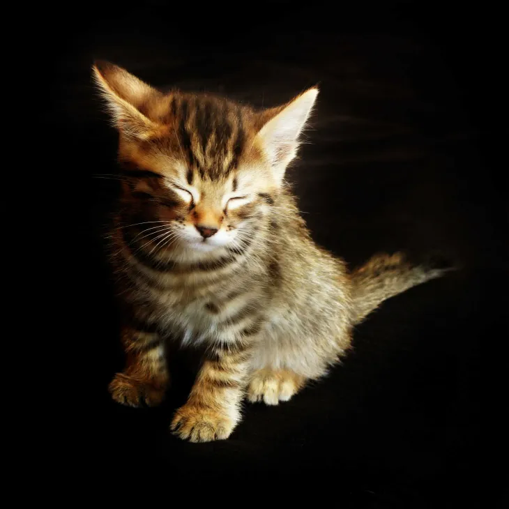 Corto le chaton