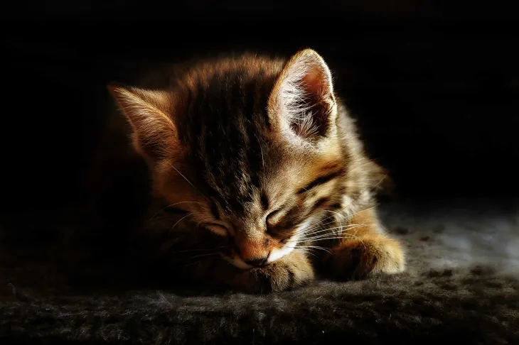 Corto le chaton