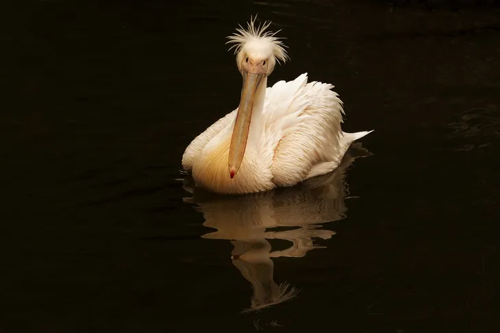 Pélican