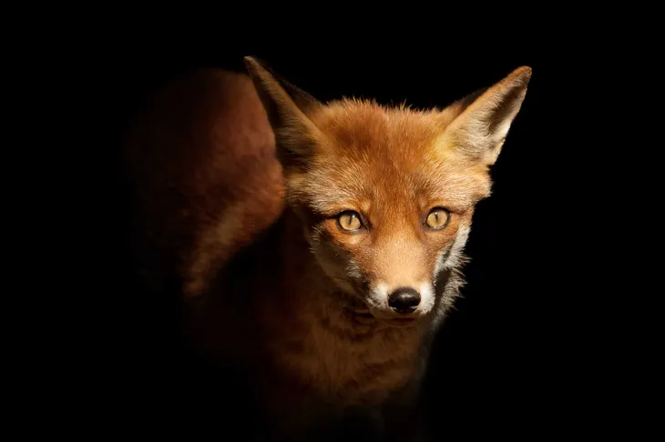 Renard roux